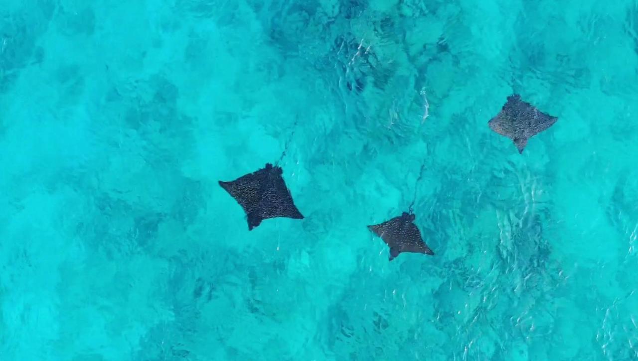 Remora Inn Faafu Atoll Ngoại thất bức ảnh