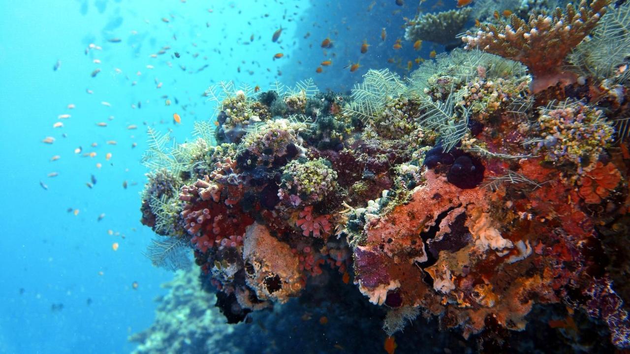 Remora Inn Faafu Atoll Ngoại thất bức ảnh
